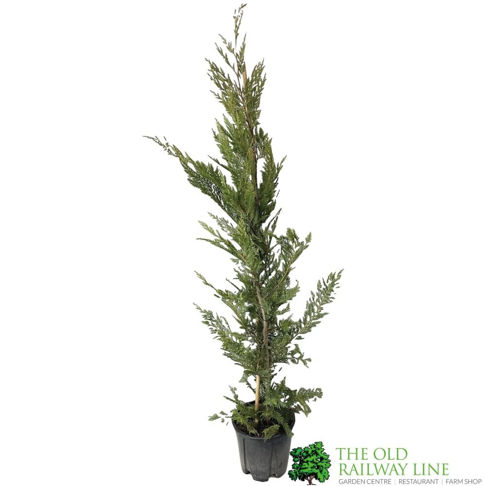 Cupressus Leylandii Conifer Hedging Plant 1.25m Tall (IT) 1 Cupressus Leylandii Conifer Hedging Plant 1.25m Tall (IT)