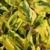 Cornus Florida 'Rainbow' Flowering Dogwood 10Ltr Pot
