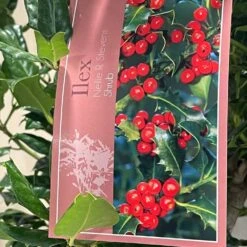 Ilex 'Nellie R.Stevens' Female Holly Bush 10Ltr Pot -Hozelock Store 5021768084373 3