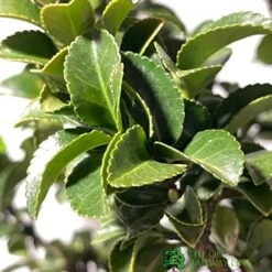 Euonymus Japonicus 'Benkomasaki' 40cm Tall (IT) 5 Euonymus Japonicus 'Benkomasaki' 40cm Tall (IT) -Hozelock Store 5021768087787 3