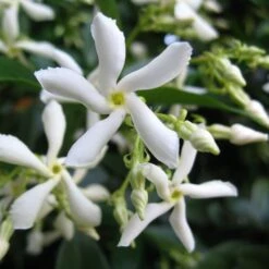Trachelospermum Jasminoides 'Star Jasmine' Tripod Climber 120cm Tall (IT) -Hozelock Store 5021768087930 2 e192d392 7a65 4b82 b30c 4daa1dd0ffc3