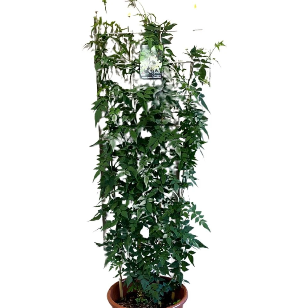 Jasminum Officinale 'Clotted Cream' Jasmine Climber On Trellis 20 Ltr Pot 1 Jasminum Officinale 'Clotted Cream' Jasmine Climber On Trellis 20 Ltr Pot