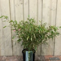 Fargesia Robusta 'Pingwu' Bamboo Plant 9 Ltr