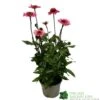 Echinacea 'Delicious Candy' 3Ltr Pot