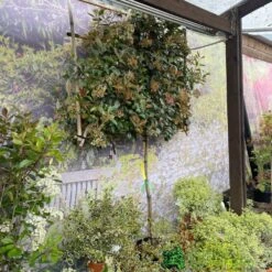 Photinia X Fraseri 'Red Robin' Pleached Form 2m Tall -Hozelock Store 5021768148341 3