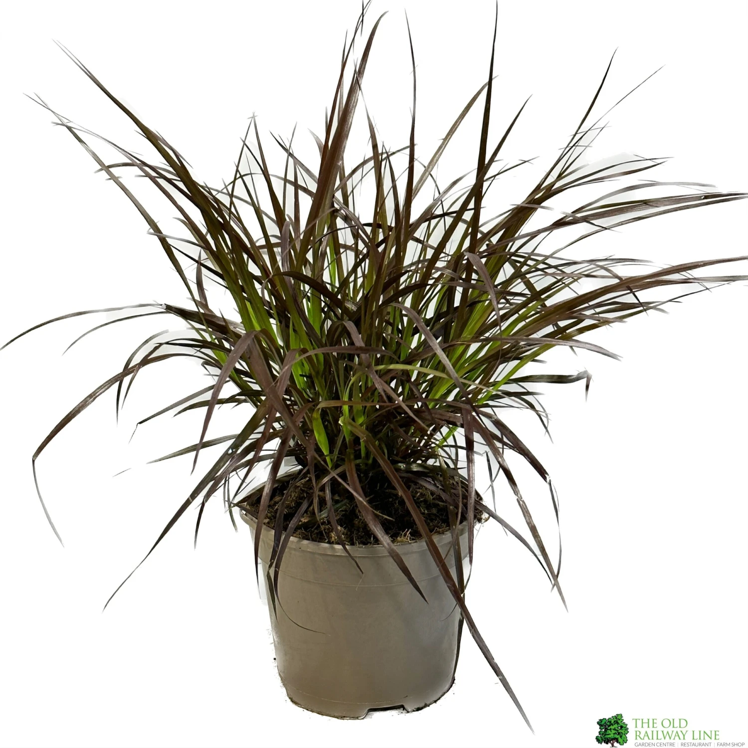 Pennisetum 'Chelsea' 2Ltr Pot 1 Pennisetum 'Chelsea' 2Ltr Pot