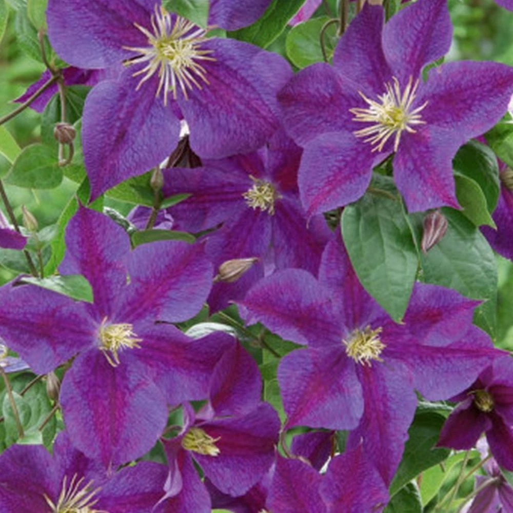 Clematis 'Star Of India' Climber 3 Ltr Pot 1 Clematis 'Star Of India' Climber 3 Ltr Pot