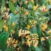 Lonicera Japonica 'Copper Beauty' 3Ltr Pot