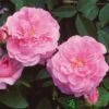 David Austin 'The Mayflower' Pink English Rose 6Ltr Pot