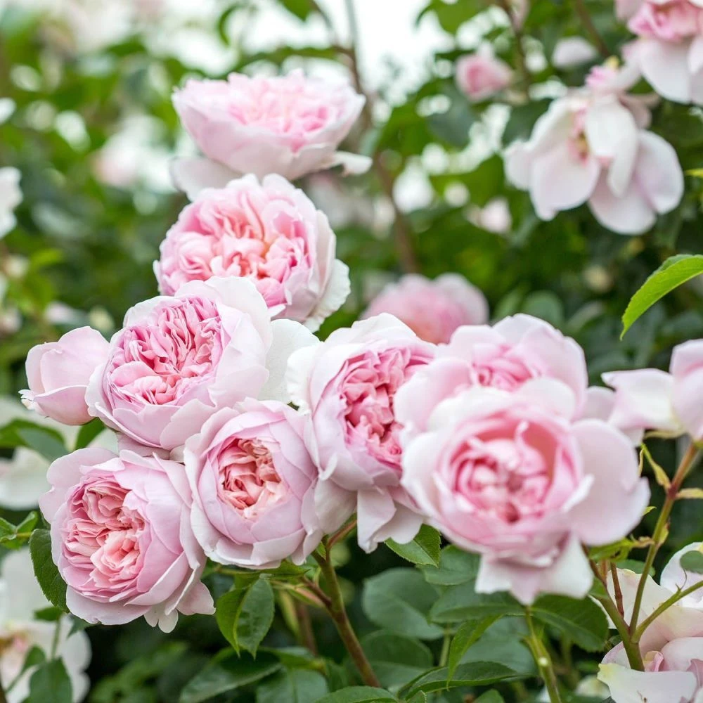 David Austin 'Wildeve' Light Pink English Shrub Rose6Ltr Pot 1 David Austin 'Wildeve' Light Pink English Shrub Rose6Ltr Pot
