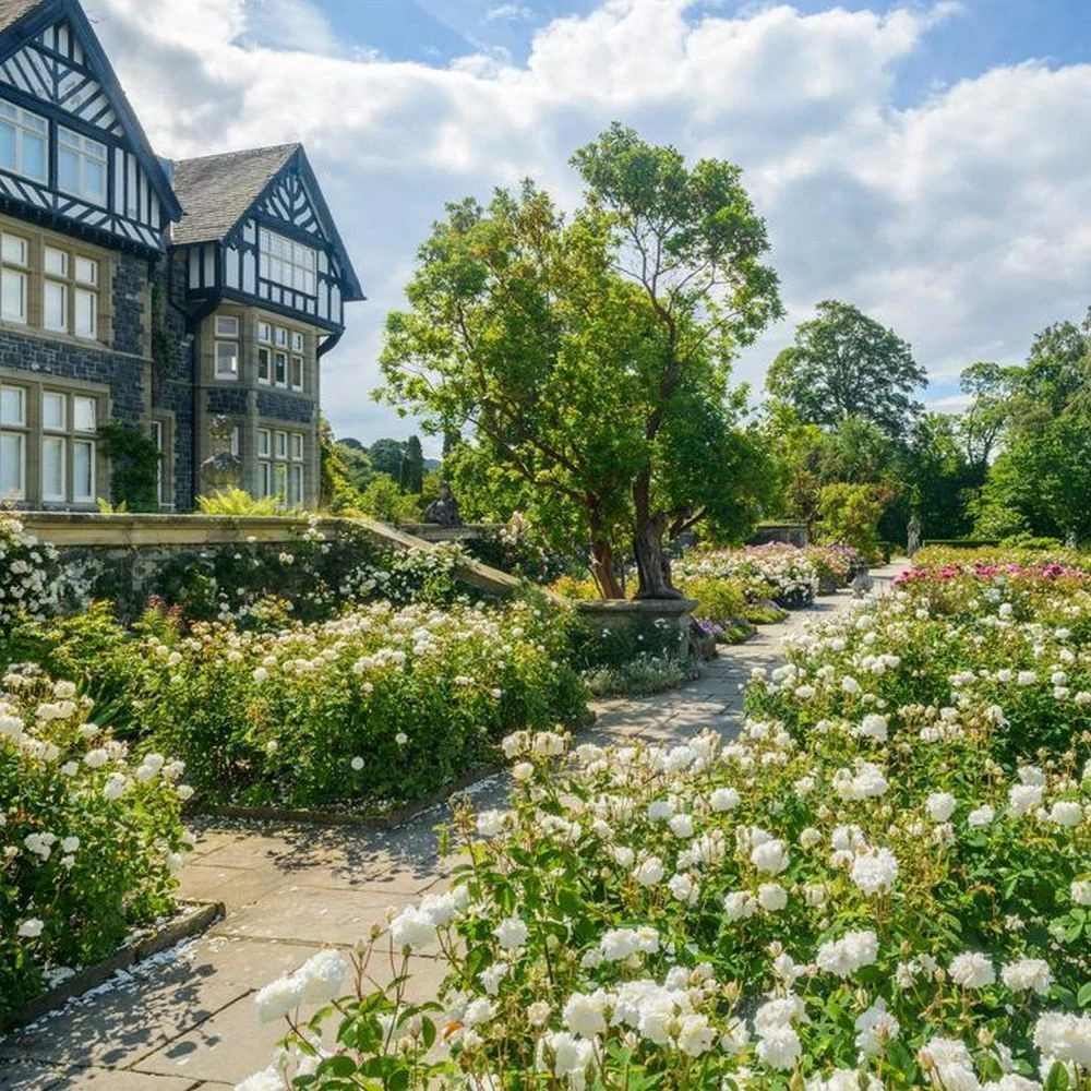 David Austin 'Susan Williams-Ellis' English Shrub Rose 6Ltr Pot 2 David Austin 'Susan Williams-Ellis' English Shrub Rose 6Ltr Pot - Image 2