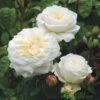 David Austin 'Tranquillity' White English Rose 6Ltr Pot