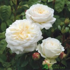 David Austin 'Tranquillity' White English Rose 6Ltr Pot