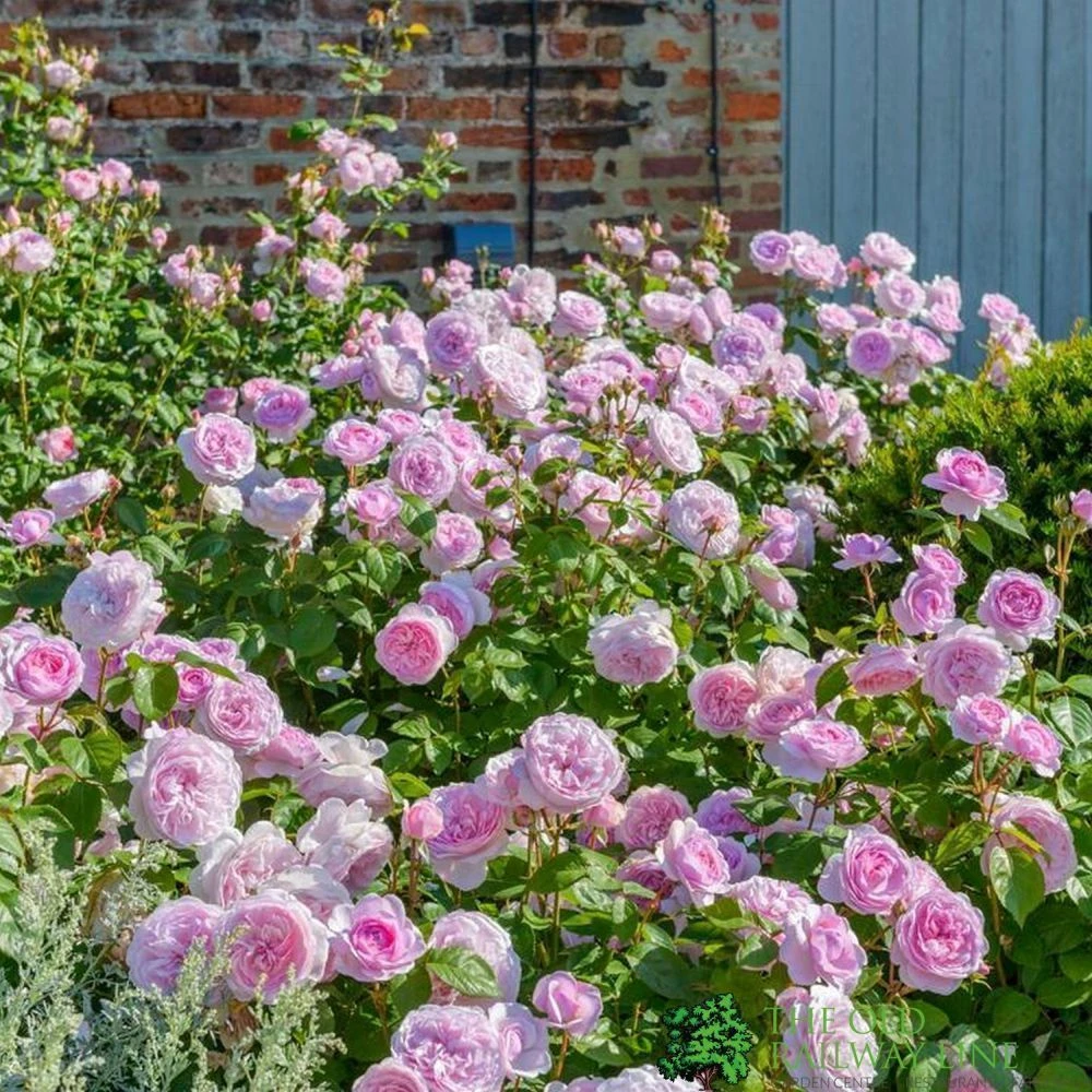David Austin 'Olivia Rose Austin' Mid Pink English Rose 6Ltr Pot 2 David Austin 'Olivia Rose Austin' Mid Pink English Rose 6Ltr Pot - Image 2