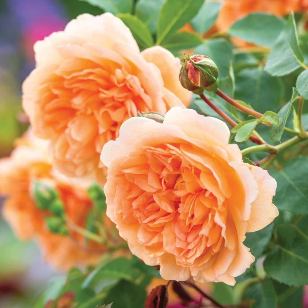 David Austin 'Dame Judi Dench' Orange English Rose 6Ltr Pot 1 David Austin 'Dame Judi Dench' Orange English Rose 6Ltr Pot