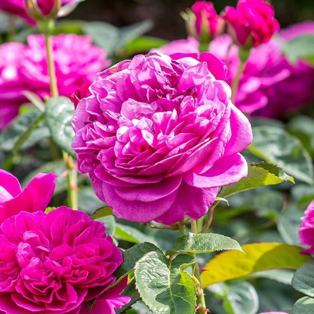 David Austin 'James L Austin' Deep Pink English Shrub Rose 6Ltr Pot 1 David Austin 'James L Austin' Deep Pink English Shrub Rose 6Ltr Pot