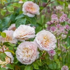 David Austin 'Emily Brontë' Pink English Rose 6Ltr Pot -Hozelock Store 5031825021869 3 9b7506c8 1c1e 4c44 9a3b 79c60ca6b933