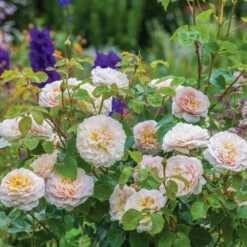 David Austin 'Emily Brontë' Pink English Rose 6Ltr Pot -Hozelock Store 5031825021869 5 fbe9841b df99 4482 a9d2 8bfe3d7a6101