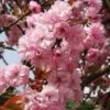 Prunus 'Kanzan' Tree 10Ltr Pot