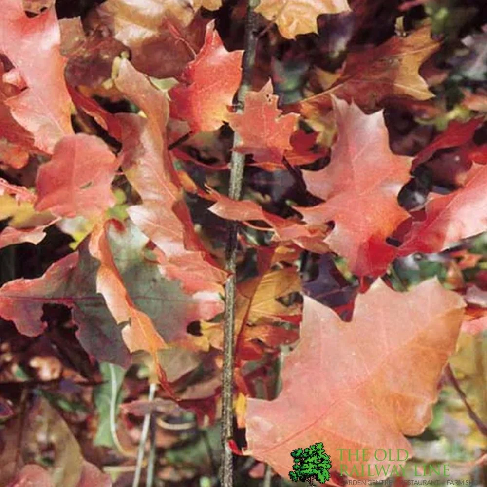 Red Oak Tree 'Quercus Rubra' 12Ltr Pot 1 Red Oak Tree 'Quercus Rubra' 12Ltr Pot