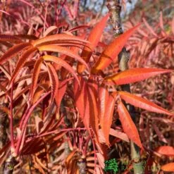 Sorbus Ulleungensis 'Olympic Flame' 12Ltr Pot