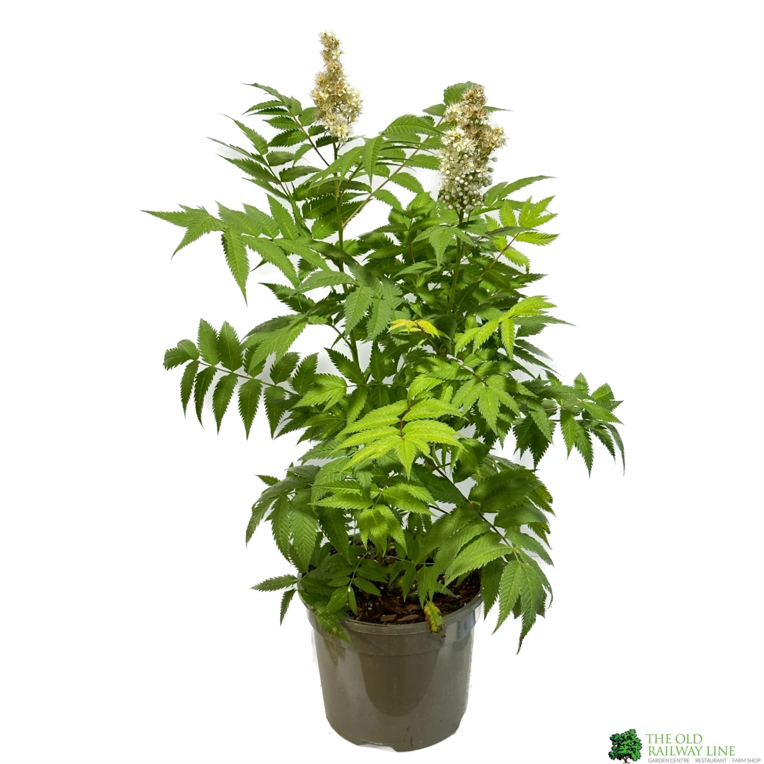 Sorbaria 'Sem' 3ltr Pot 1 Sorbaria 'Sem' 3ltr Pot