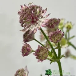 Astrantia 'Star Of Beauty' 2Ltr Pot