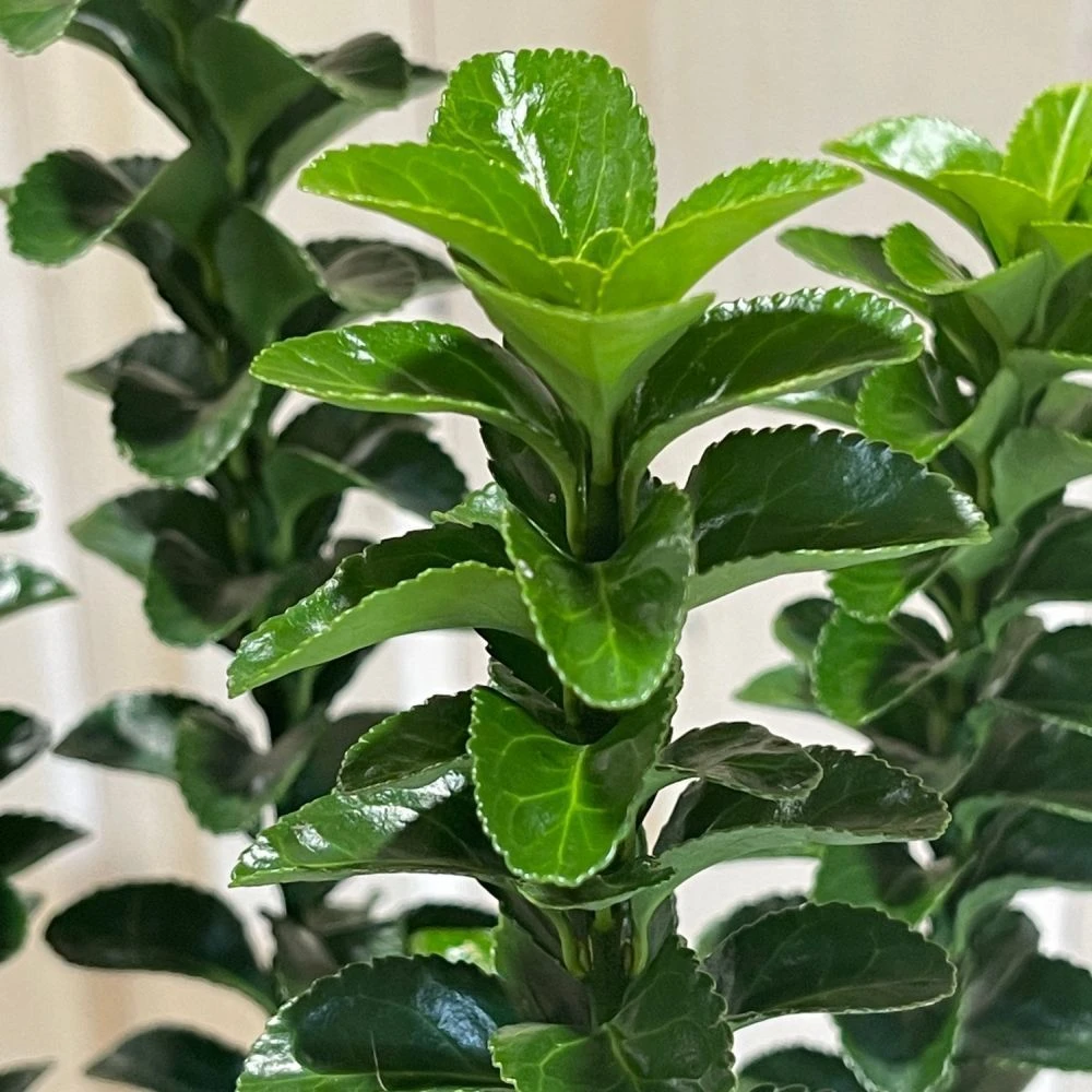 Euonymus Japonicus 'Green Rocket' 3Ltr Pot (NL) 2 Euonymus Japonicus 'Green Rocket' 3Ltr Pot (NL) - Image 2