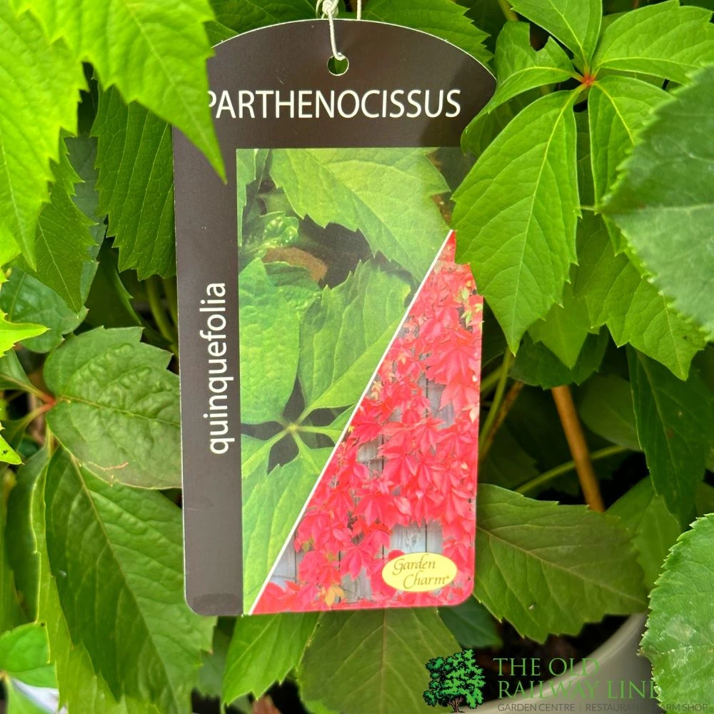 Parthenocissus Quinquefolia 3Ltr Pot 1 Parthenocissus Quinquefolia 3Ltr Pot