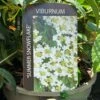 Viburnum 'Summer Snowflake' 3Ltr Pot