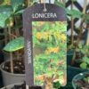 Lonicera 'Mandarin' Honeysuckle Climber 3Ltr Pot
