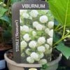 Viburnum 'Opulus Sterile' 3Ltr Pot