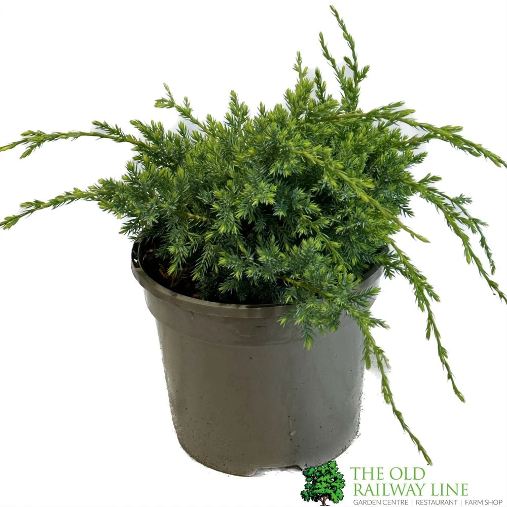 Juniper 'Holger' 3Ltr Pot 1 Juniper 'Holger' 3Ltr Pot