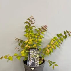 Kolkwitzia 'Maradco' Plant 3Ltr Pot