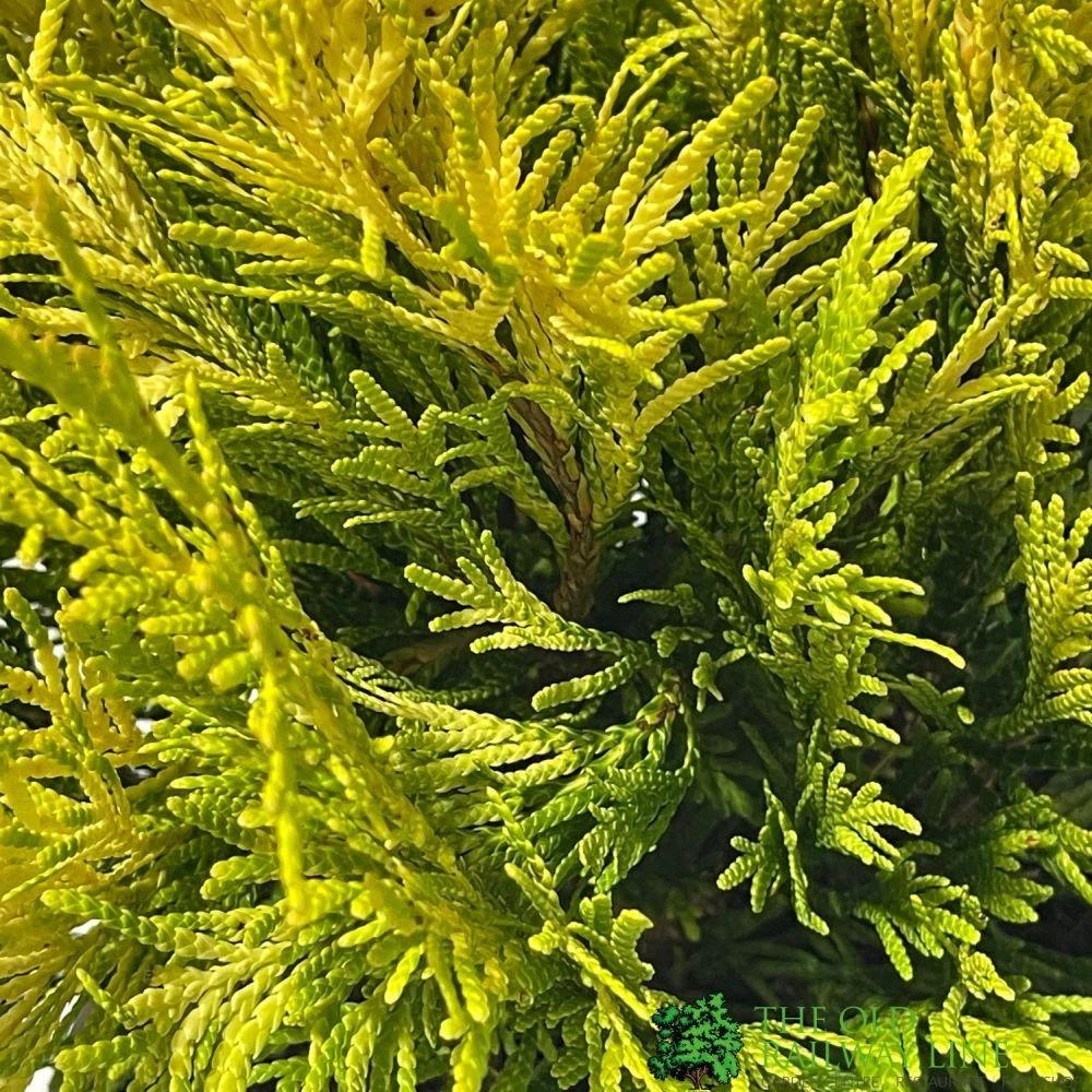 Thuja Plicata 'Goldy' Conifer 3Ltr Pot 2 Thuja Plicata 'Goldy' Conifer 3Ltr Pot - Image 2