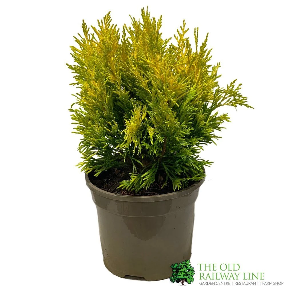 Thuja Plicata 'Goldy' Conifer 3Ltr Pot 1 Thuja Plicata 'Goldy' Conifer 3Ltr Pot
