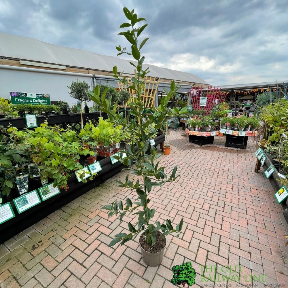 Ilex X Koehneana 'Chestnut Leaf' Holly 2m Tall 2 Ilex X Koehneana 'Chestnut Leaf' Holly 2m Tall - Image 2