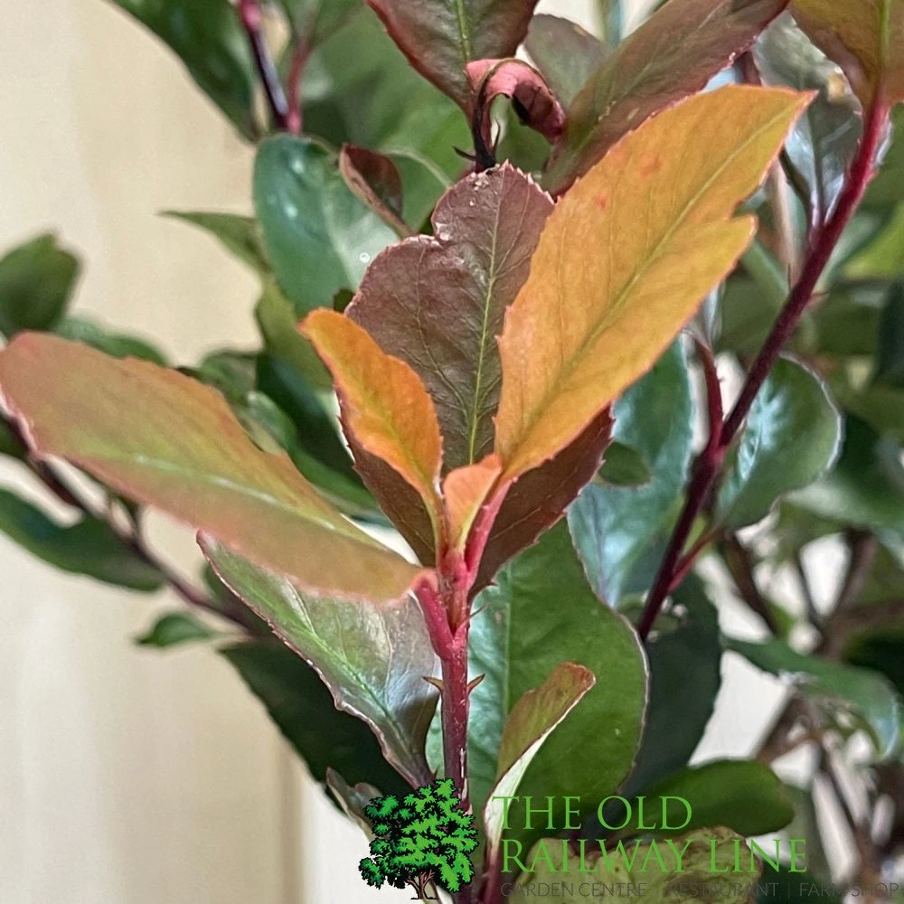 Photinia X Fraseri 'Little Red Robin' 3Ltr Pot (NL) 1 Photinia X Fraseri 'Little Red Robin' 3Ltr Pot (NL)