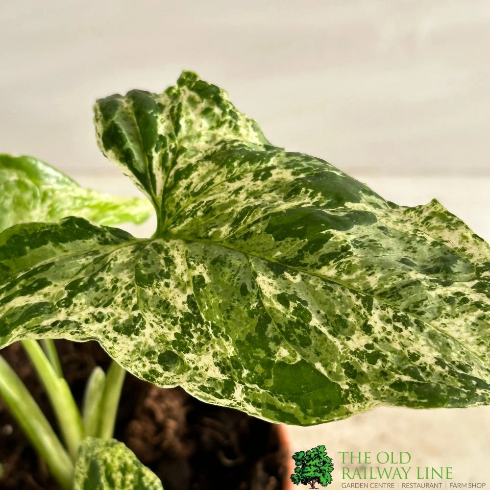 Syngonium 'Mottled' Rare Houseplant 12cm Pot (NL) 2 Syngonium 'Mottled' Rare Houseplant 12cm Pot (NL) - Image 2