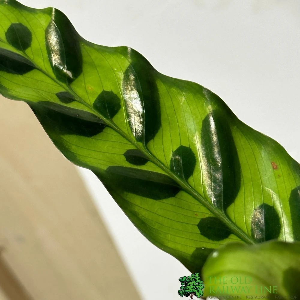 Calathea (Mixed Variety) Houseplant 14cm Pot 2 Calathea (Mixed Variety) Houseplant 14cm Pot - Image 2