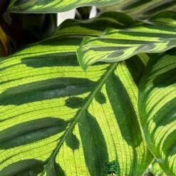 Calathea (Mixed Variety) Houseplant 14cm Pot 6 Calathea (Mixed Variety) Houseplant 14cm Pot -Hozelock Store 8717432220990 3
