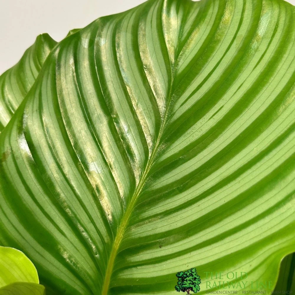 Calathea 'Orbifolia' Houseplant 14cm Pot 2 Calathea 'Orbifolia' Houseplant 14cm Pot - Image 2