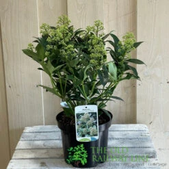 Skimmia Japonica 'Fragrant Cloud' 2Ltr Pot (NL) 5 Skimmia Japonica 'Fragrant Cloud' 2Ltr Pot (NL) -Hozelock Store 8718985102719 2