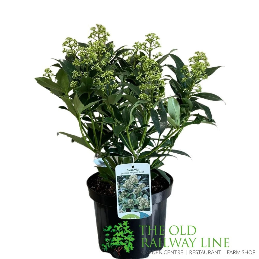 Skimmia Japonica 'Fragrant Cloud' 2Ltr Pot (NL) 1 Skimmia Japonica 'Fragrant Cloud' 2Ltr Pot (NL)