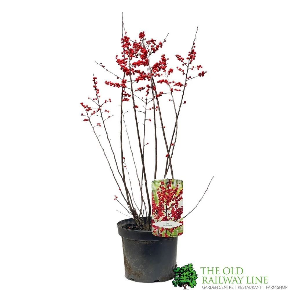 Ilex Verticillata 'Magical Berry' 17cm 1 Ilex Verticillata 'Magical Berry' 17cm