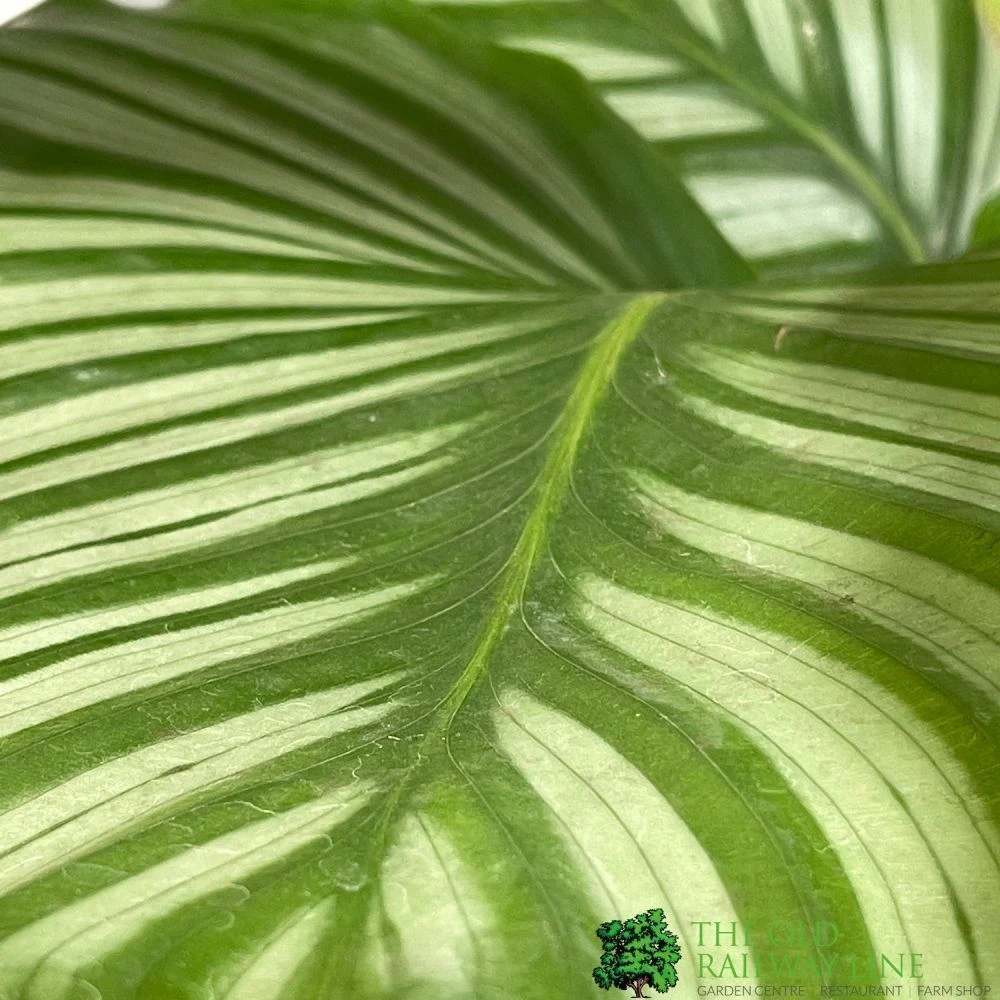 Calathea Houseplant (Mixed Varieties) 19cm Pot 3 Calathea Houseplant (Mixed Varieties) 19cm Pot - Image 3