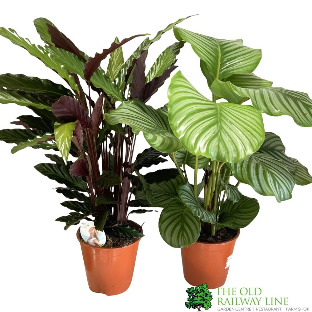 Calathea Houseplant (Mixed Varieties) 19cm Pot 1 Calathea Houseplant (Mixed Varieties) 19cm Pot