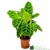 Calathea 'Zebrina' Zebra Plant 14cm Pot