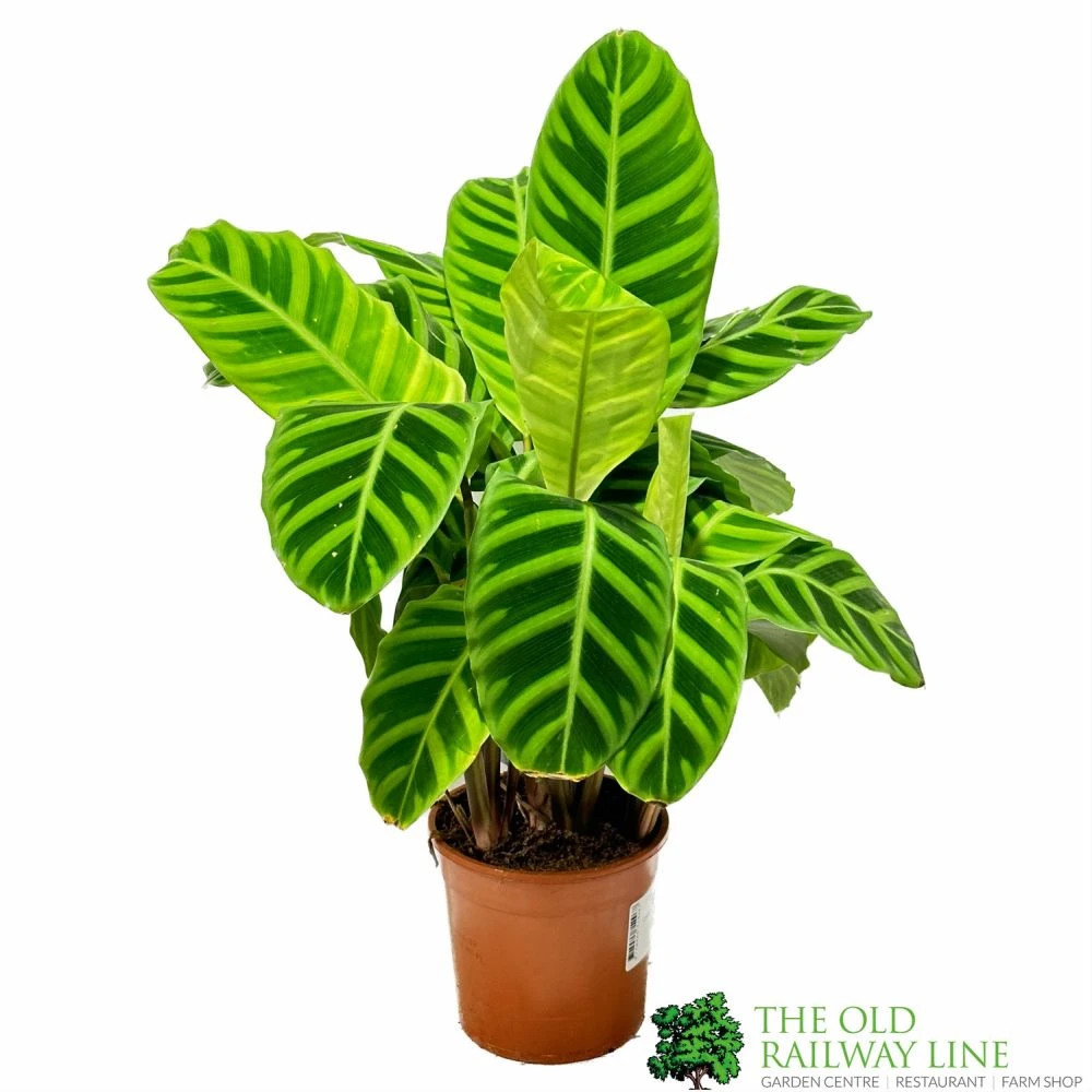 Calathea 'Zebrina' Zebra Plant 14cm Pot 1 Calathea 'Zebrina' Zebra Plant 14cm Pot