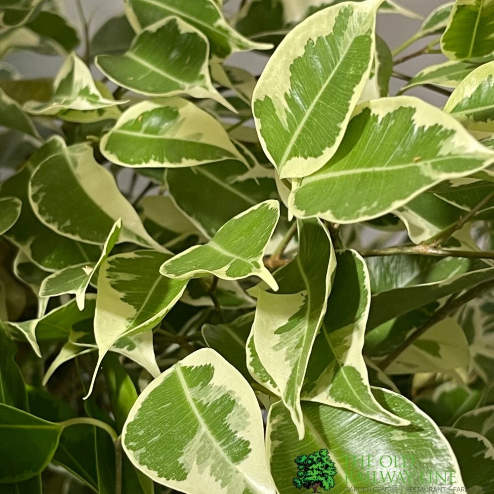 Ficus Benjamina Mixed Variety 19cm 3 Ficus Benjamina Mixed Variety 19cm - Image 3